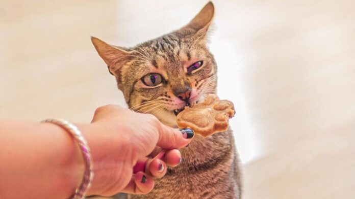 cat-cafe-capa