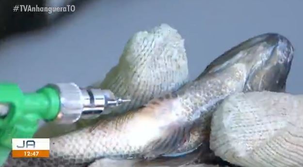 vacina-peixes