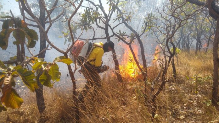 brigadista-florestal-estadual-usa-soprador-para-combater-incendio