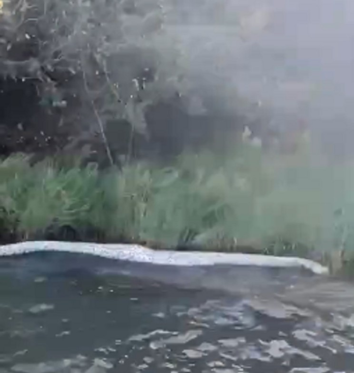 cobra