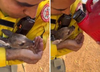‘Muito gratificante’, diz brigadista que resgatou filhote de veado de incêndio e deu água ao animal; VÍDEO